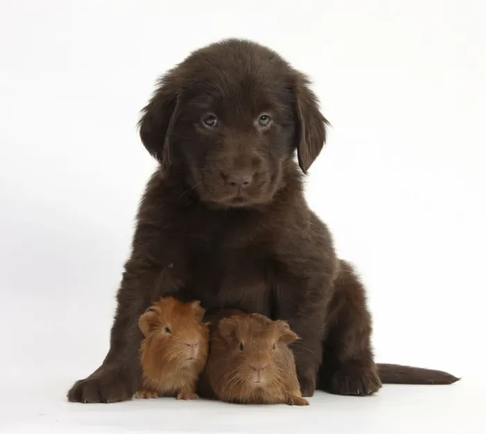 Framed Print : Liver Flatcoated Retriever puppy, 6 weeks, with two baby Guinea pigs Framed Print : Liver Flatcoated Retriever puppy, 6 weeks, with two baby Guinea pigs