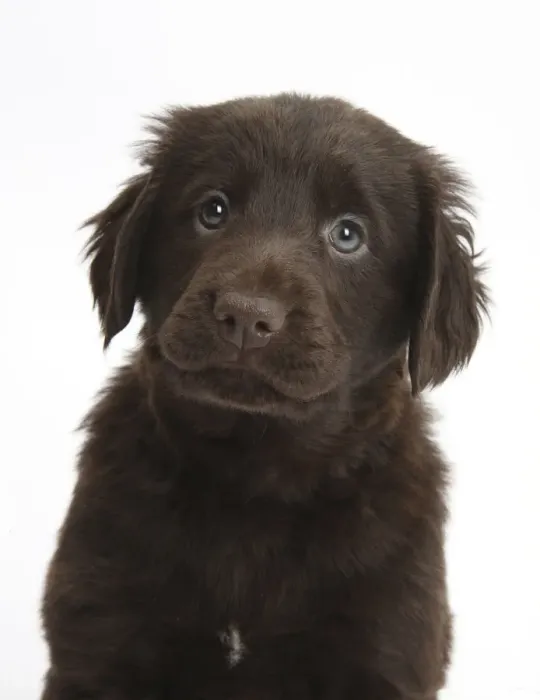 Framed Print : Liver Flatcoated Retriever puppy, 6 weeks Framed Print : Liver Flatcoated Retriever puppy, 6 weeks