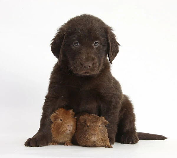 Liver Flatcoated Retriever puppy, 6 weeks, with two baby Guinea pigs