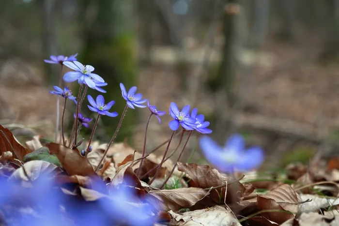 Framed Print : Liverwort (Hepatica nobilis) in flower in woodland, Germany. March Framed Print : Liverwort (Hepatica nobilis) in flower in woodland, Germany. March