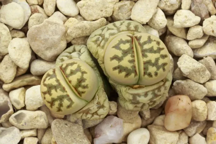Framed Print : Living stone plant (Lithops dorotheae) one of the living stones plants, in cultivation Framed Print : Living stone plant (Lithops dorotheae) one of the living stones plants, in cultivation