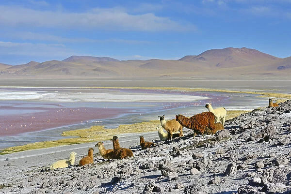 Llama (Lama glama) herd, Laguna colorada. Altiplano, Bolivia