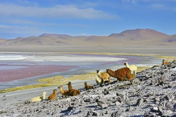 Framed Print : Llama (Lama glama) herd, Laguna colorada. Altiplano, Bolivia Framed Print : Llama (Lama glama) herd, Laguna colorada. Altiplano, Bolivia