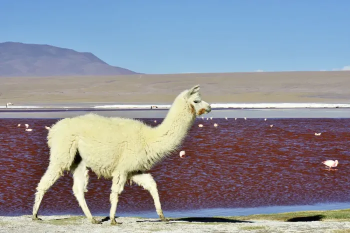 Framed Print : Llama (Lama glama) Laguna colorada. Altiplano, Bolivia Framed Print : Llama (Lama glama) Laguna colorada. Altiplano, Bolivia