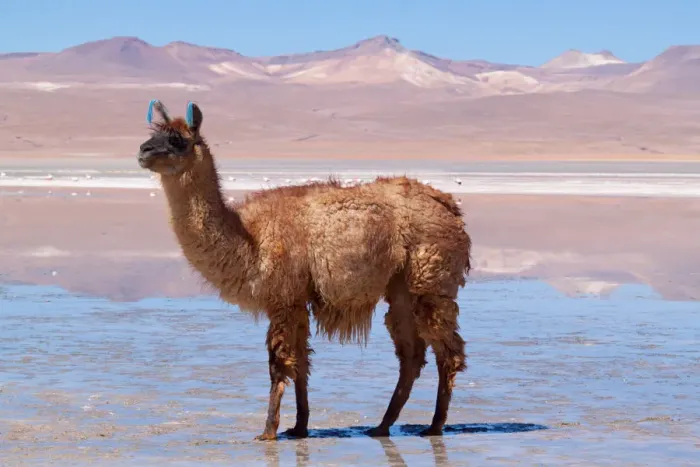 Framed Print : Llama standing in mud at the edge of Laguna Colorada, Bolivia Framed Print : Llama standing in mud at the edge of Laguna Colorada, Bolivia