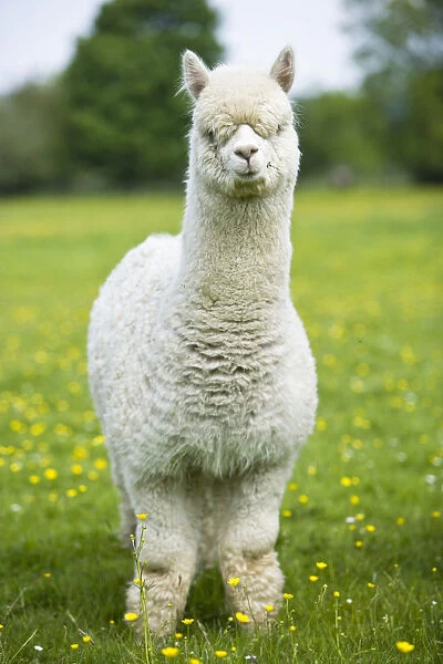 White domestic Alpaca Lama pacos, bred in the UK for its ...