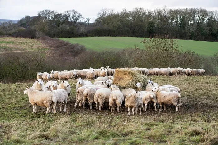 Framed Print : Lleyn sheep herd feeding on supplementary hay, Herefordshire, England, UK. January, 2023 Framed Print : Lleyn sheep herd feeding on supplementary hay, Herefordshire, England, UK. January, 2023