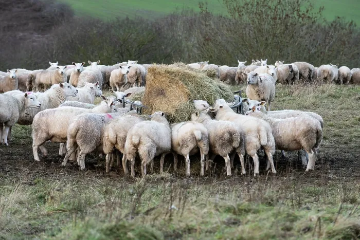 Framed Print : Lleyn sheep herd feeding on supplementary hay, Herefordshire, England, UK. January, 2023