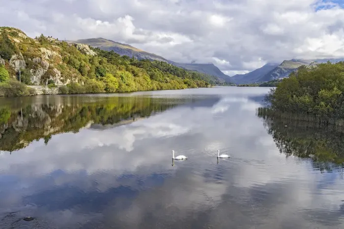 Framed Print : Llyn (Lake) Padarn looking looking souh-east towards Llanberis with two Mute Swans Framed Print : Llyn (Lake) Padarn looking looking souh-east towards Llanberis with two Mute Swans