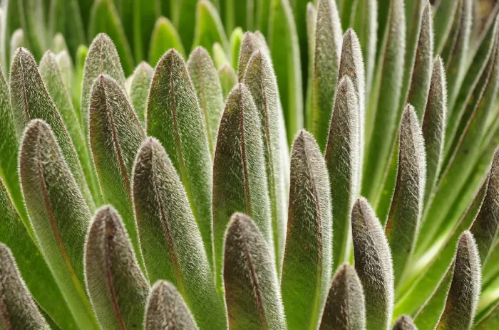 Framed Print : Lobelia (Lobelia deckenii) close up of leaves, alpine species of lobelia that lives on Kilimanjaro Framed Print : Lobelia (Lobelia deckenii) close up of leaves, alpine species of lobelia that lives on Kilimanjaro