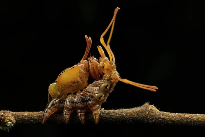 Framed Print : Lobster moth (Stauropus fagi) caterpillar resting on twig in defensive posture, Genoa, Italy. July Framed Print : Lobster moth (Stauropus fagi) caterpillar resting on twig in defensive posture, Genoa, Italy. July