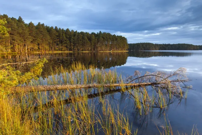 Framed Print : Loch Garten and surrounding pine forest in morning light, Abernethy, Cairngorms National Park Framed Print : Loch Garten and surrounding pine forest in morning light, Abernethy, Cairngorms National Park