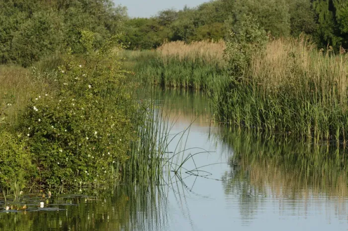 Framed Print : Lode (waterway) on Wicken Fen, Cambridgeshire, UK, June 2011
