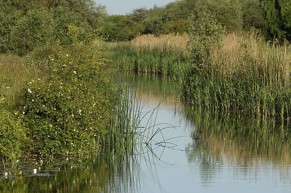 Lode (waterway) on Wicken Fen, Cambridgeshire, UK, June 2011
