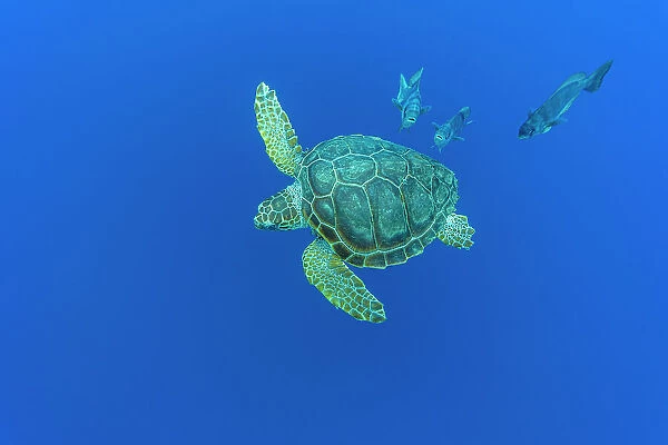 Loggerhead sea turtle (Caretta caretta) accompanied by Imperial blackfish (Schedophilus ovalis) swimming, Vulnerable (IUCN). Azores, Atlantic Ocean