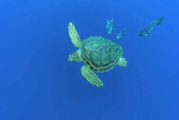 Framed Print : Loggerhead sea turtle (Caretta caretta) accompanied by Imperial blackfish (Schedophilus ovalis) swimming, Vulnerable (IUCN). Azores, Atlantic Ocean Framed Print : Loggerhead sea turtle (Caretta caretta) accompanied by Imperial blackfish (Schedophilus ovalis) swimming, Vulnerable (IUCN). Azores, Atlantic Ocean