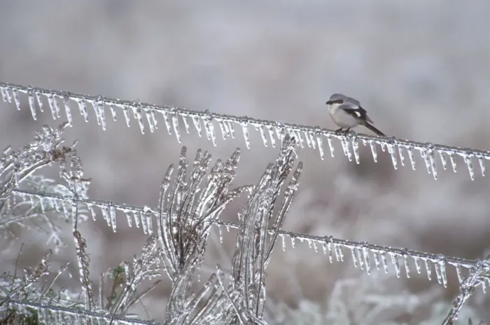 Framed Print : Loggerhead shrike (Lanius ludovicianus) on an ice-covered fence after an ice storm Framed Print : Loggerhead shrike (Lanius ludovicianus) on an ice-covered fence after an ice storm