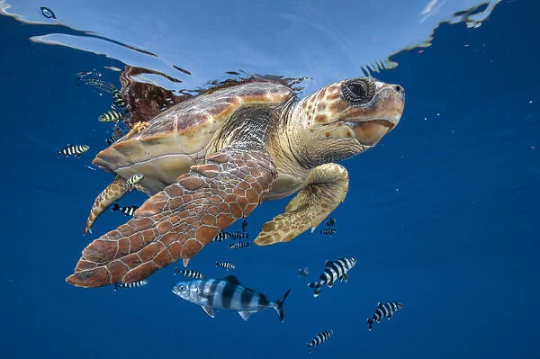 Loggerhead turtle (caretta caretta) swimming near the surface with Pilot fish. Balearic channel, Spain