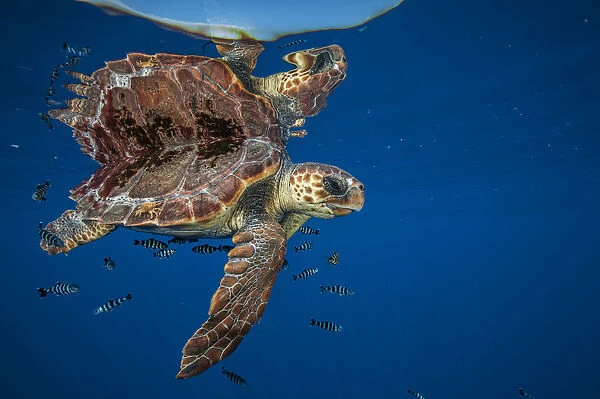 Loggerhead turtle (Caretta caretta) swimming near the surface, Balearic channel, Spain