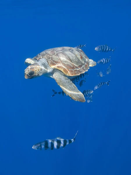 Loggerhead turtle (Caretta caretta) with a shoal of Pilot fish (Naucrates ductor) Pico