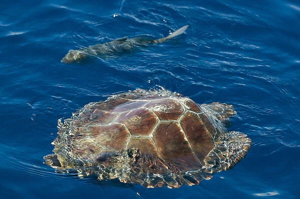 Loggerhead turtle (Caretta caretta) swimming past a fish, Pico, Azores, Portugal