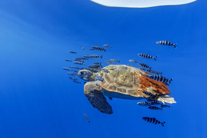 Framed Print : Loggerhead turtle (Caretta caretta) accompanied by pilotfish (Naucrates ductor Framed Print : Loggerhead turtle (Caretta caretta) accompanied by pilotfish (Naucrates ductor