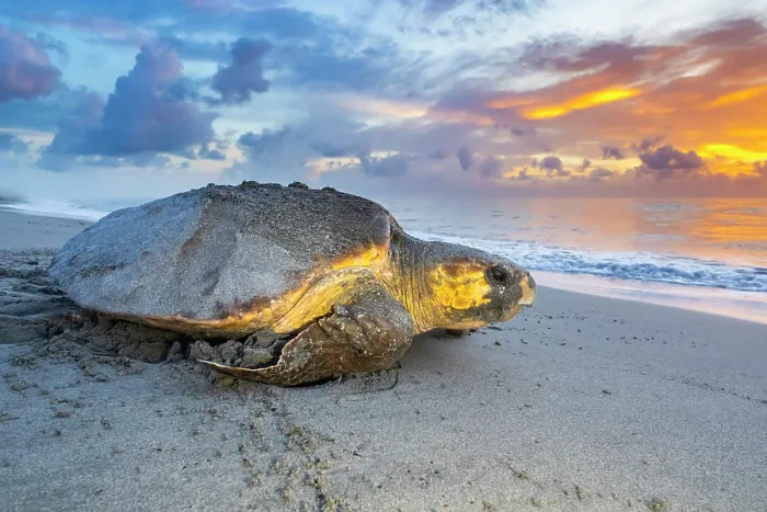 Framed Print : Loggerhead turtle (Caretta caretta) female returning to the sea at dawn after nesting, Archie Carr National Wildlife Refuge, Florida, USA. July Framed Print : Loggerhead turtle (Caretta caretta) female returning to the sea at dawn after nesting, Archie Carr National Wildlife Refuge, Florida, USA. July