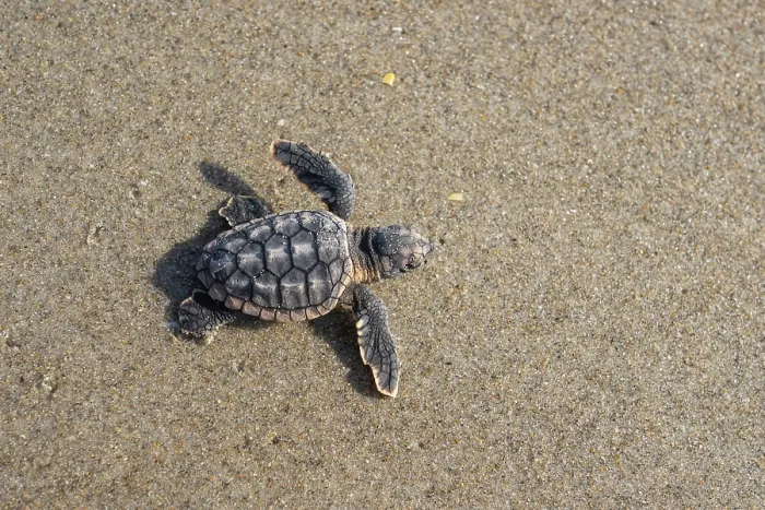 Framed Print : Loggerhead turtle (Caretta caretta) hatchling making its way to the sea, Archie Carr National Wildlife Refuge, Florida, USA. June Framed Print : Loggerhead turtle (Caretta caretta) hatchling making its way to the sea, Archie Carr National Wildlife Refuge, Florida, USA. June