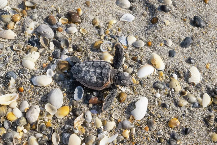 Framed Print : Loggerhead turtle (Caretta caretta) hatchling making its way to the sea, Archie Carr National Wildlife Refuge, Florida, USA. June Framed Print : Loggerhead turtle (Caretta caretta) hatchling making its way to the sea, Archie Carr National Wildlife Refuge, Florida, USA. June