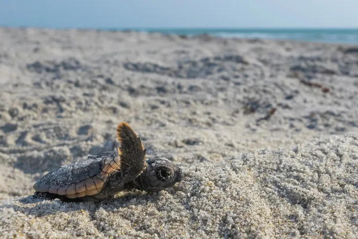 Framed Print : Loggerhead turtle (Caretta caretta) hatchling making its way to the sea, Archie Carr National Wildlife Refuge, Florida, USA. June Framed Print : Loggerhead turtle (Caretta caretta) hatchling making its way to the sea, Archie Carr National Wildlife Refuge, Florida, USA. June