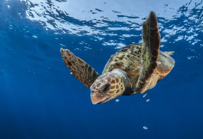 Framed Print : Loggerhead turtle (Caretta caretta) Los Gigantes, South Tenerife, Canary Islands Framed Print : Loggerhead turtle (Caretta caretta) Los Gigantes, South Tenerife, Canary Islands
