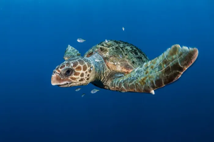 Framed Print : Loggerhead turtle (Caretta caretta) with small fish, Los Gigantes, South Tenerife Framed Print : Loggerhead turtle (Caretta caretta) with small fish, Los Gigantes, South Tenerife
