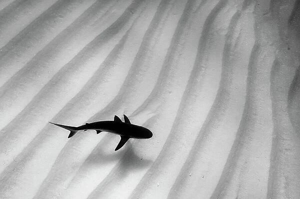 A lone Caribbean reef shark (Carcharhinus perezi) cruises over sand ripples. Walkers Cay, Northern Bahama Islands, Republic of Bahamas