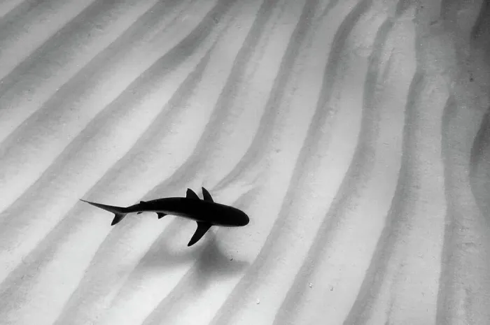 Framed Print : A lone Caribbean reef shark (Carcharhinus perezi) cruises over sand ripples. Walkers Cay, Northern Bahama Islands, Republic of Bahamas Framed Print : A lone Caribbean reef shark (Carcharhinus perezi) cruises over sand ripples. Walkers Cay, Northern Bahama Islands, Republic of Bahamas