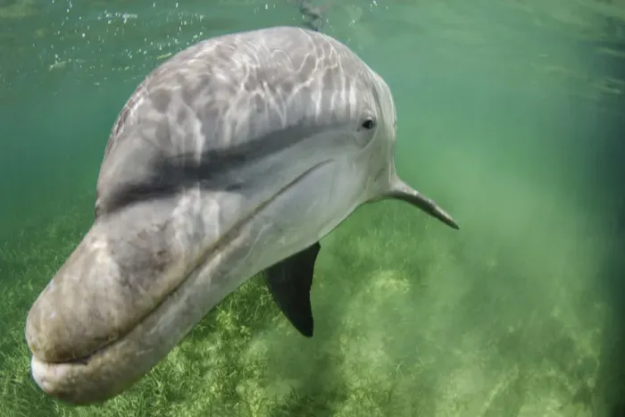 Framed Print : Lone male Bottlenose dolphin (Tursiops truncatus) in shallow water over seagrass