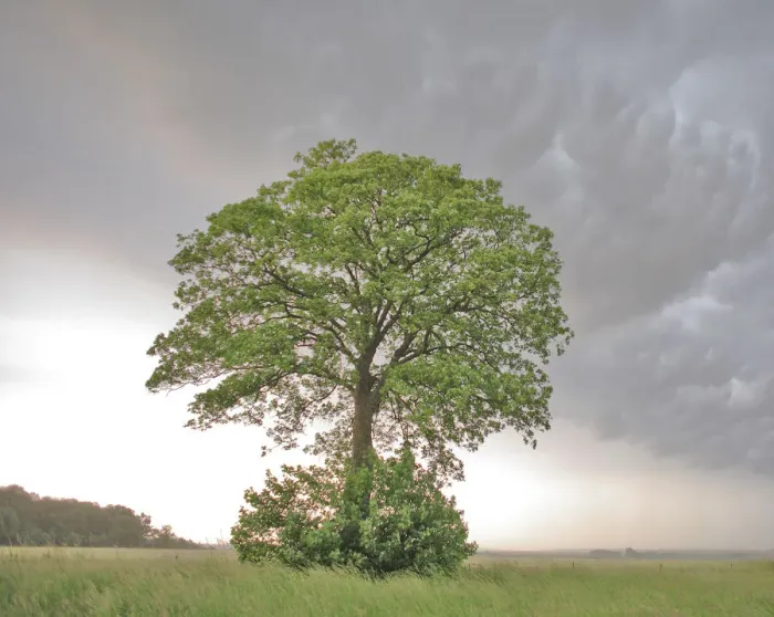 Framed Print : Lone Maple (Acer) in a field against cumulo-nimbus and mammatus clouds. Picardy, France Framed Print : Lone Maple (Acer) in a field against cumulo-nimbus and mammatus clouds. Picardy, France