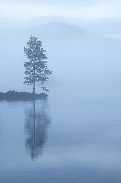 Lone Scots pine at dawn reflected in water, Loch an Eilein, Rothiemurchus forest, Cairngorms NP, Highland, Scotland, UK, April 2011