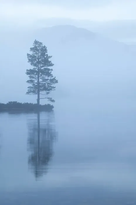 Framed Print : Lone Scots pine at dawn reflected in water, Loch an Eilein, Rothiemurchus forest, Cairngorms NP, Highland, Scotland, UK, April 2011 Framed Print : Lone Scots pine at dawn reflected in water, Loch an Eilein, Rothiemurchus forest, Cairngorms NP, Highland, Scotland, UK, April 2011