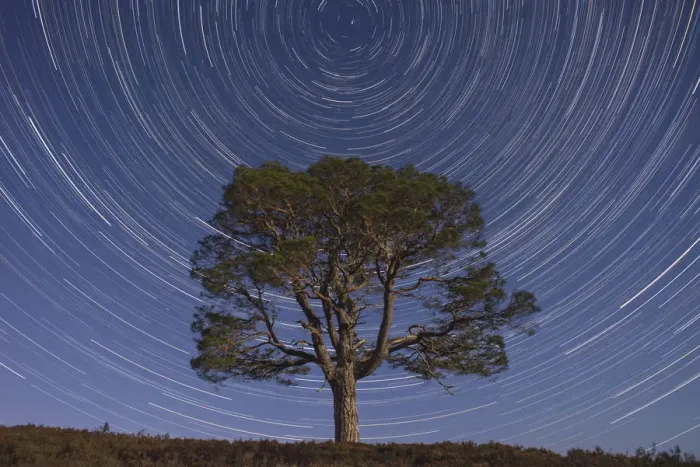 Framed Print : Lone Scots pine tree (Pinus sylvestris) and star trails with the north star Framed Print : Lone Scots pine tree (Pinus sylvestris) and star trails with the north star