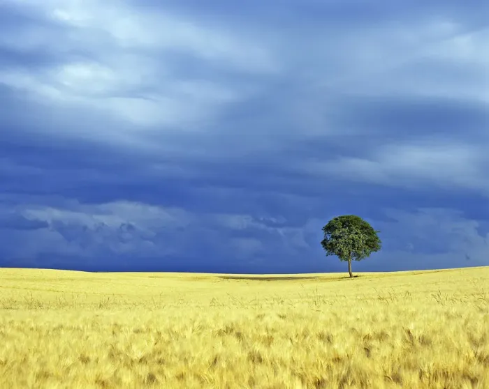 Framed Print : Lone tree in a barley field. Picardy, France Framed Print : Lone tree in a barley field. Picardy, France