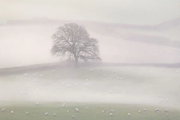 Lone tree in countryside with sheep, in early morning mist, Marshwood Vale, Dorset, UK. November 2020