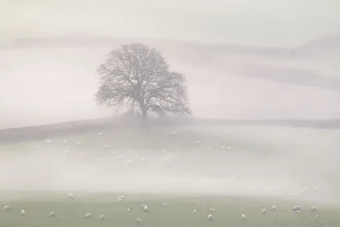 Framed Print : Lone tree in countryside with sheep, in early morning mist, Marshwood Vale, Dorset, UK. November 2020 Framed Print : Lone tree in countryside with sheep, in early morning mist, Marshwood Vale, Dorset, UK. November 2020
