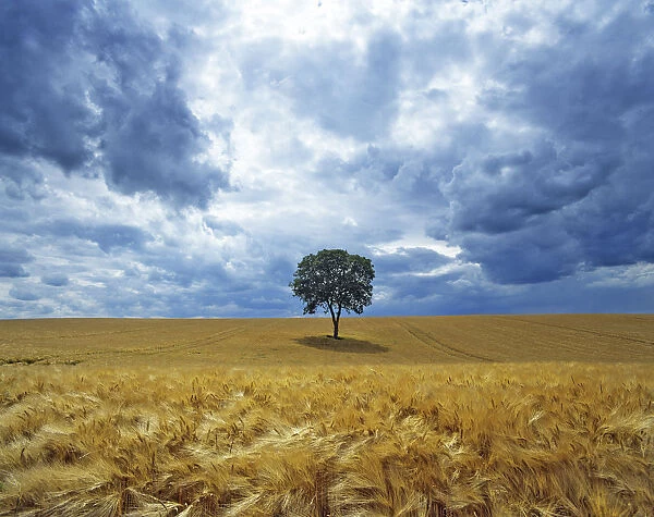 Lone Walnut (Juglans) tree in a field of barley. Picardy, France