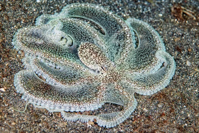 Framed Print : Long arm octopus (Macrotritopus sp.) undescribed species, resting on the seabed, Bitung, North Sulawesi, Indonesia, Lembeh Strait, Molucca Sea Framed Print : Long arm octopus (Macrotritopus sp.) undescribed species, resting on the seabed, Bitung, North Sulawesi, Indonesia, Lembeh Strait, Molucca Sea