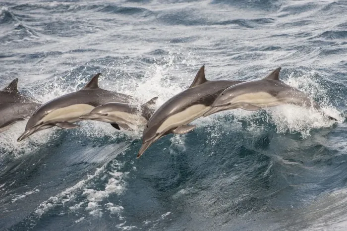 Framed Print : Long beaked common dolphin (Delphinus capensis) pod porpoising Baja California, Mexico Framed Print : Long beaked common dolphin (Delphinus capensis) pod porpoising Baja California, Mexico