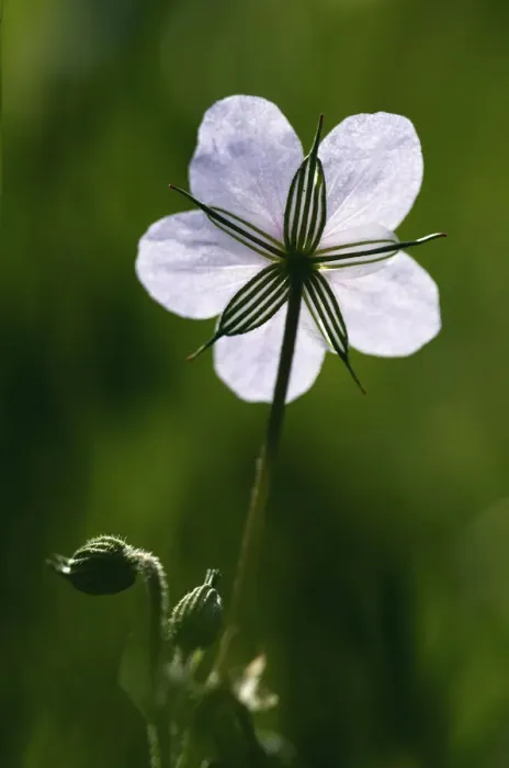 Framed Print : Long beaked storksbill (Erodium gruinum) flower, Akamas Peninsula, Cyprus, May 2009