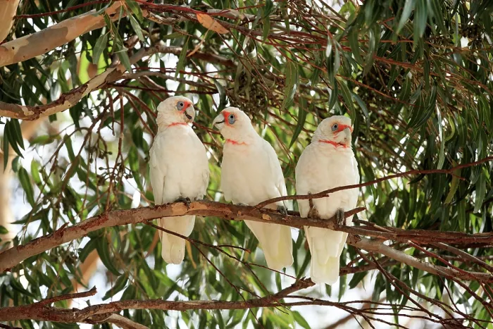Framed Print : Three Long-billed corellas (Cacatua tenuirostris) perched on branch in the shade of a Eucalypt tree (Eucalyptus sp.), You Yang Ranges, Victoria, Australia Framed Print : Three Long-billed corellas (Cacatua tenuirostris) perched on branch in the shade of a Eucalypt tree (Eucalyptus sp.), You Yang Ranges, Victoria, Australia
