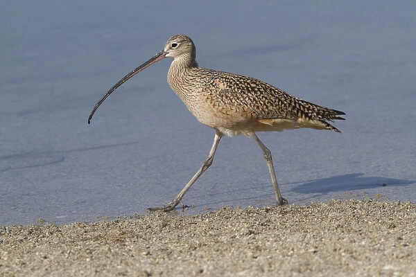 Long-Billed Curlew (Numenius americanus) hunting in sand for Fiddler Crabs while