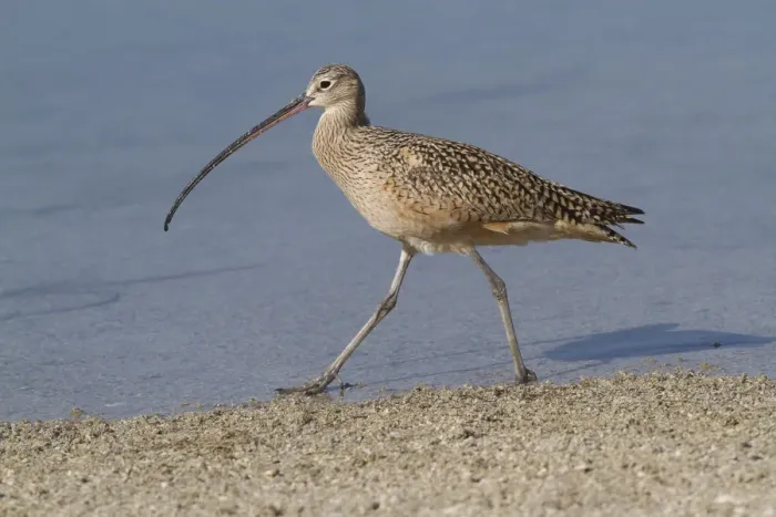 Framed Print : Long-Billed Curlew (Numenius americanus) hunting in sand for Fiddler Crabs while