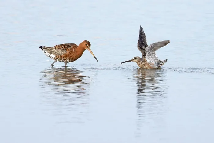 Framed Print : Long-billed dowitcher (Limnodromus scolopaceus) summer plumage, on water squabbling with Black-tailed godwit (Limosa limosa), Cley, Norfolk, UK. April Framed Print : Long-billed dowitcher (Limnodromus scolopaceus) summer plumage, on water squabbling with Black-tailed godwit (Limosa limosa), Cley, Norfolk, UK. April